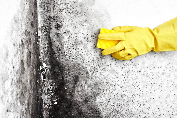 Best Post-Flood Mold Remediation in Urbancrest, OH