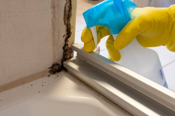 Best Kitchen Mold Remediation in Urbancrest, OH