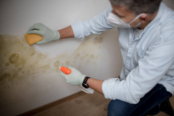 Best Industrial Mold Remediation in Urbancrest, OH